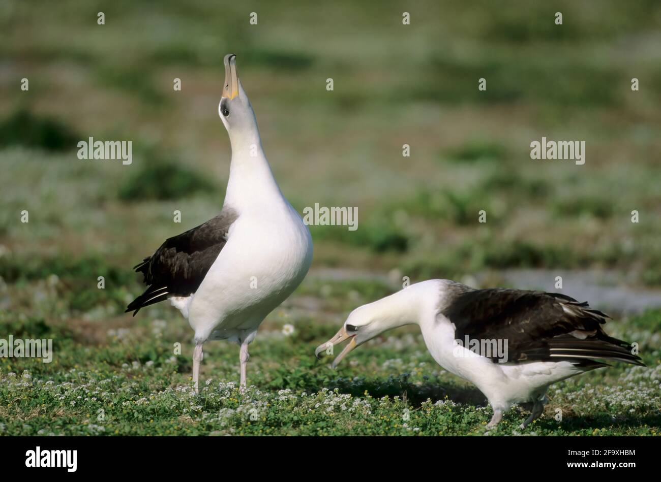 Laysan Albatross courship display Diomedea immutabilis Midway Island Pacific Ocean BI004213 Stock Photo
