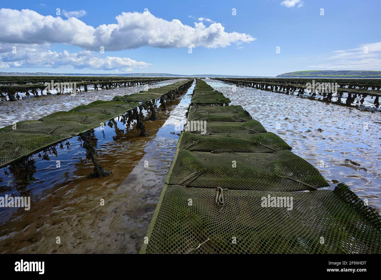 Oyster and seafood farm on the beach. Bed lines where they are grown
