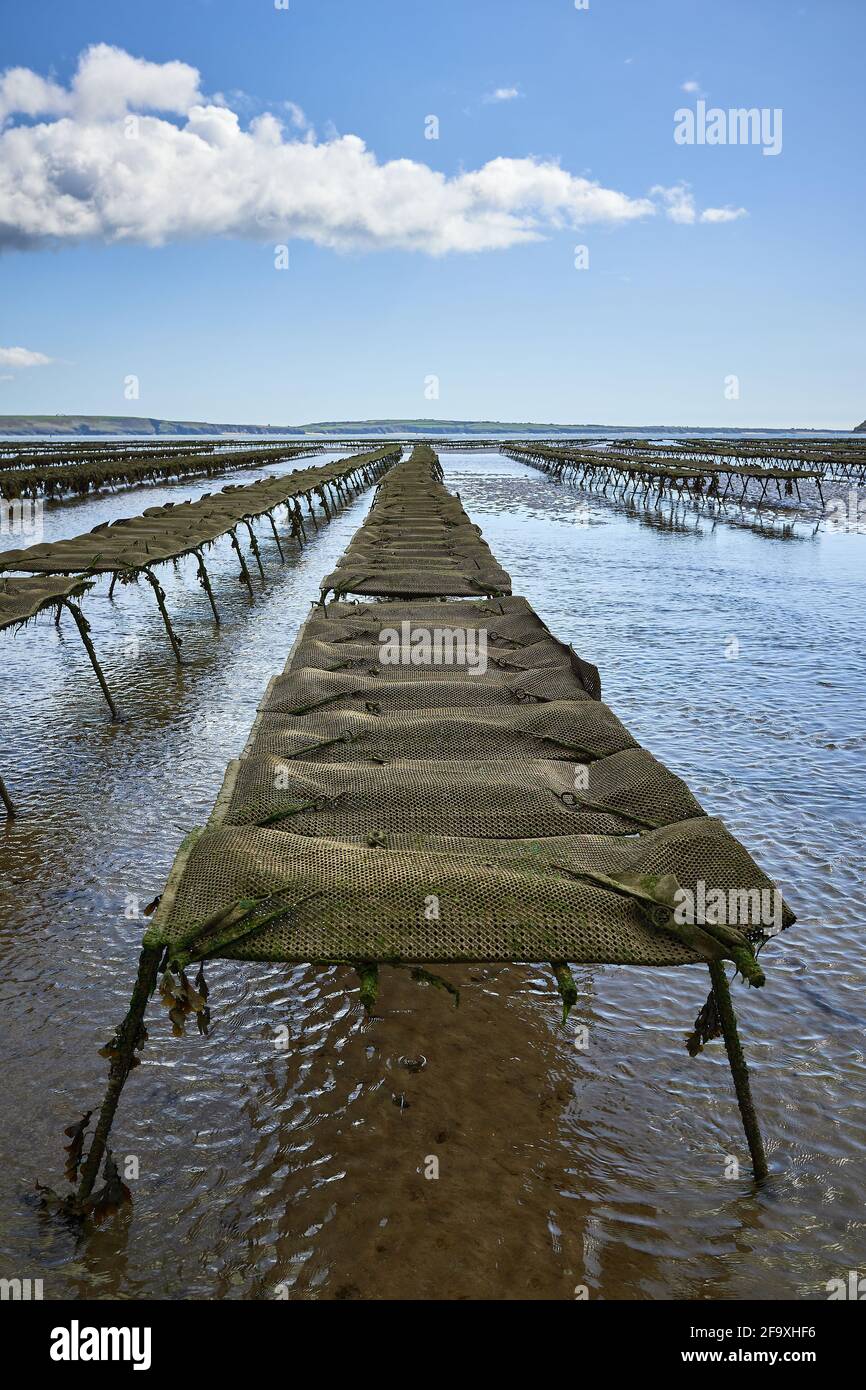 Woodstown Beach, Waterford, Ireland. Oyster and seafood farm on the