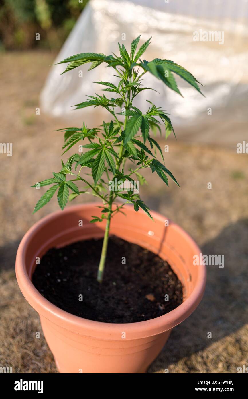 A young marijuana plant in a pot. Home medicine, alternative medicine, medial marijuana concept Stock Photo
