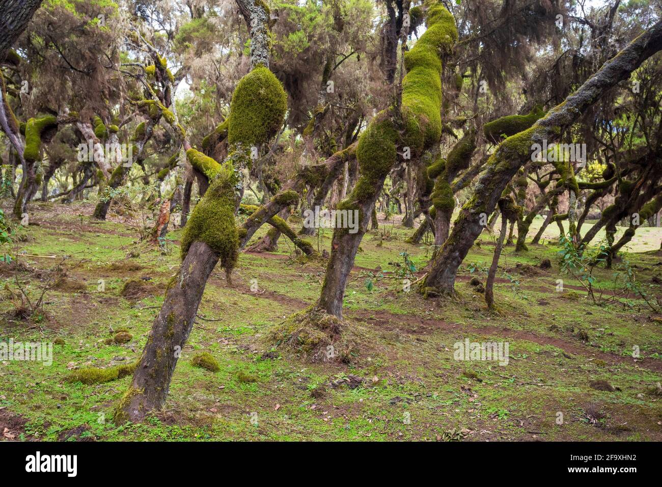 Harenna Forest biotope area of uniform environmental conditions, part of highland region of the