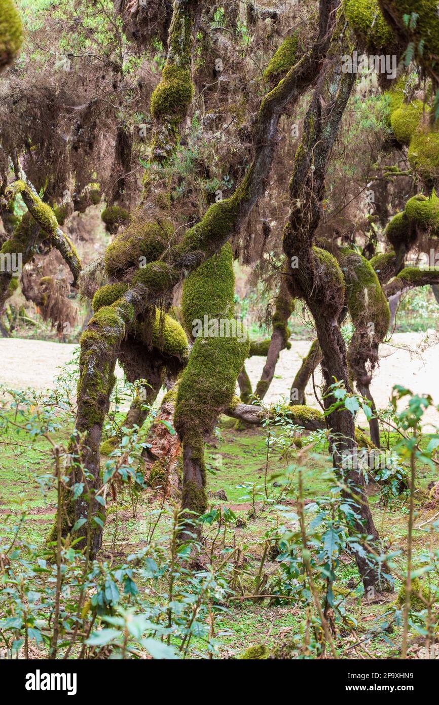 Harenna Forest biotope area of uniform environmental conditions, part of highland region of the