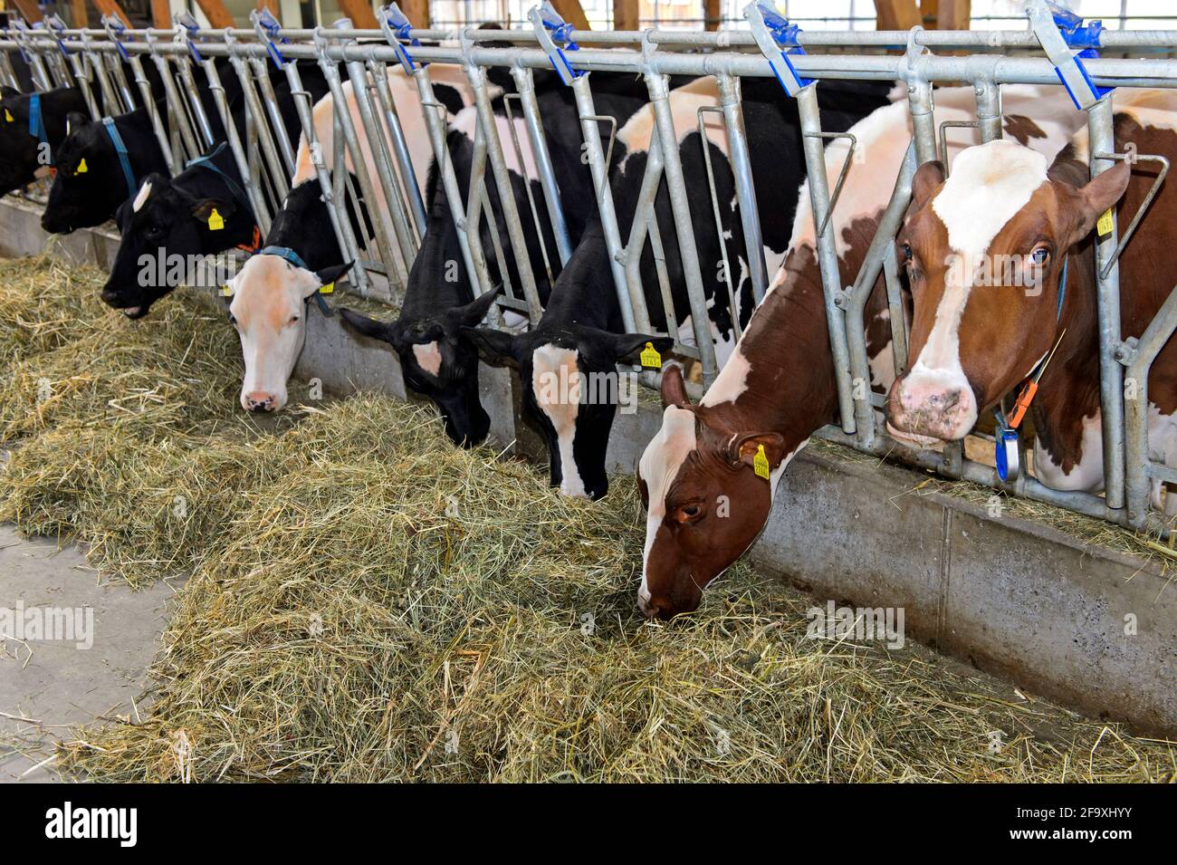 Cows In A Dairy Barn Eating Hay, Sarnen, Switzerland Stock Photo