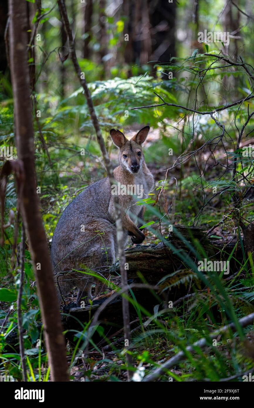 The swamp wallaby (Wallabia bicolor) in the dense understorey of rainforests. Gibraltar Range National Park. NSW Stock Photo