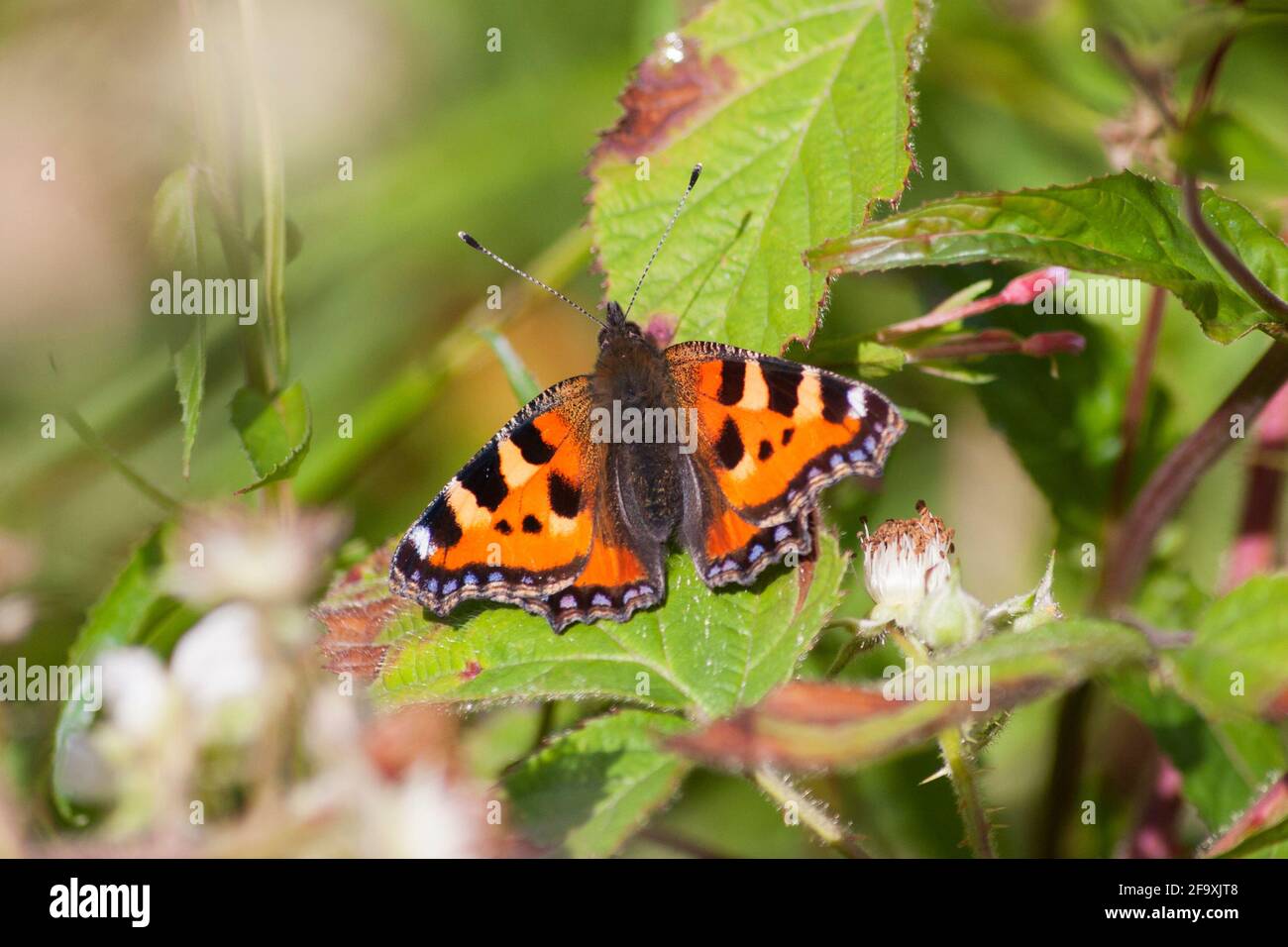 Small tortoiseshell butterfly - Aglais urticae on bramble - Rubus fruticosus Stock Photo