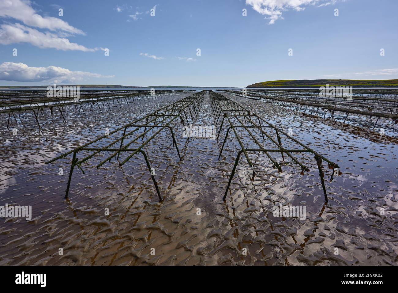 empty lines of oyster beds for farming. aquaculture in Waterford Ireland. Stock Photo
