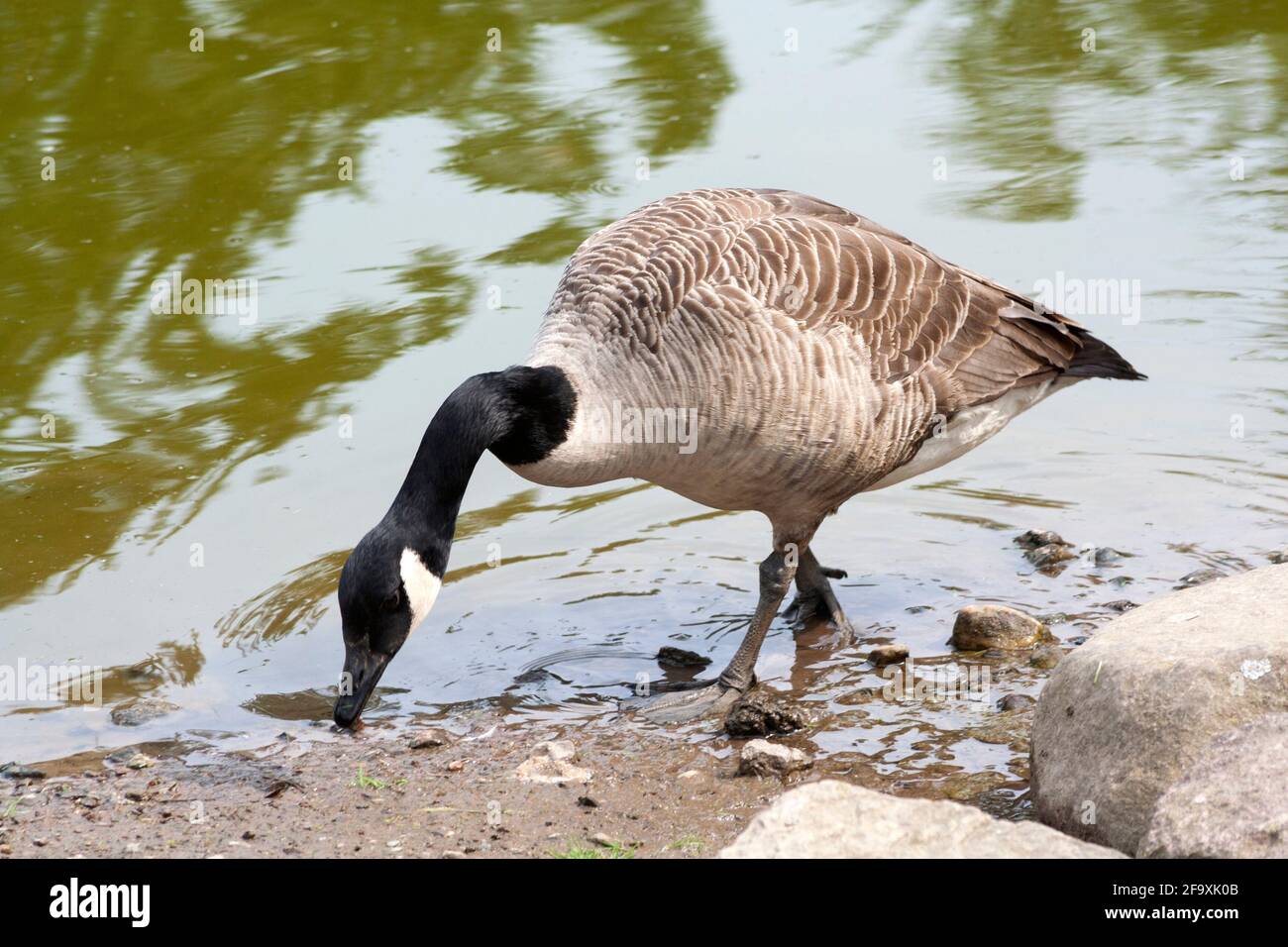 Canada goose - Branta Canadensis feeding, Perthshire, Scotland Stock Photo