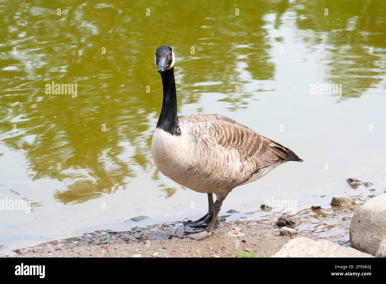 Canada goose - Branta Canadensis feeding, Perthshire, Scotland Stock Photo