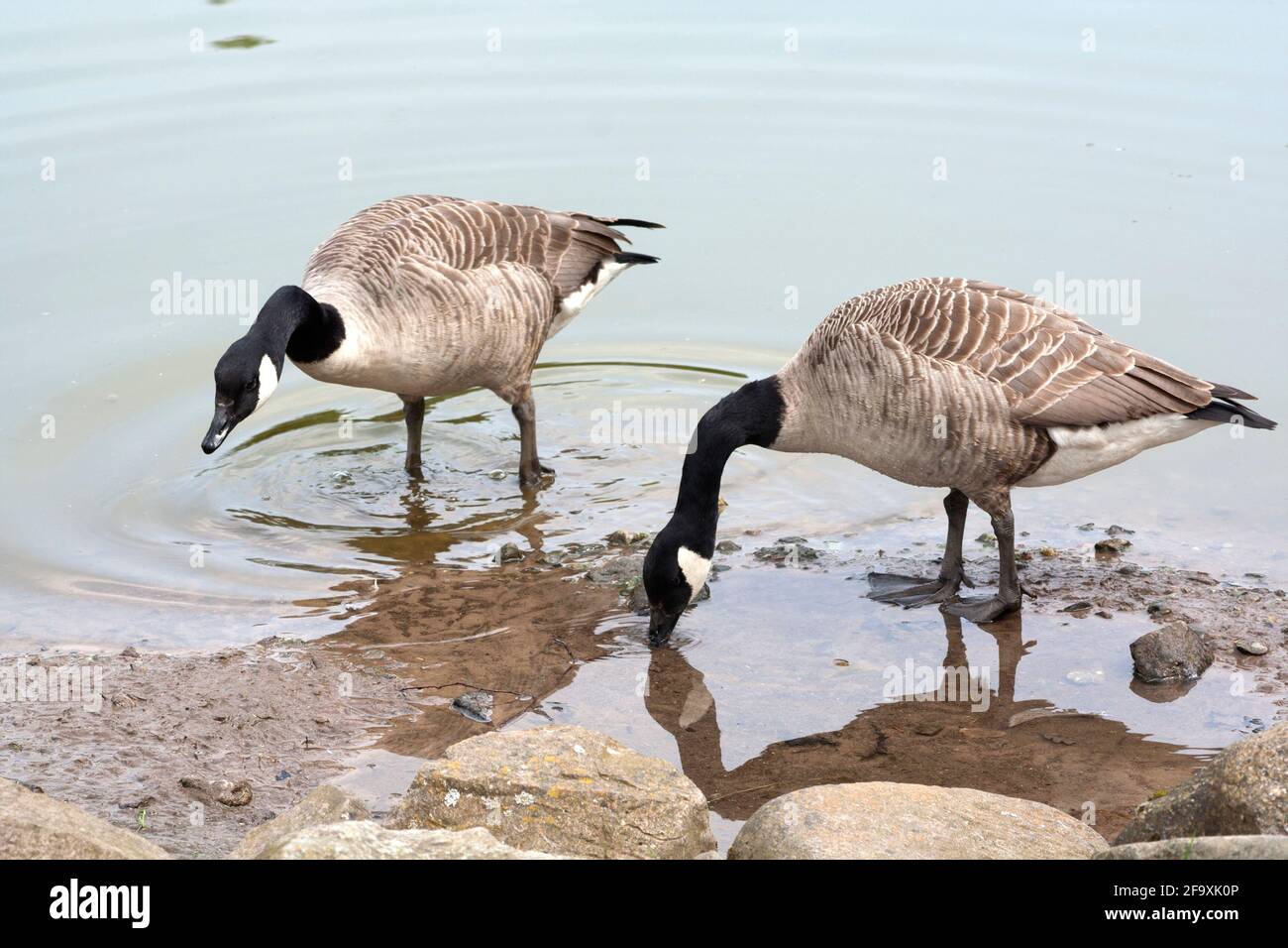 Canada geese - Branta Canadensis feeding, Perthshire, Scotland Stock Photo