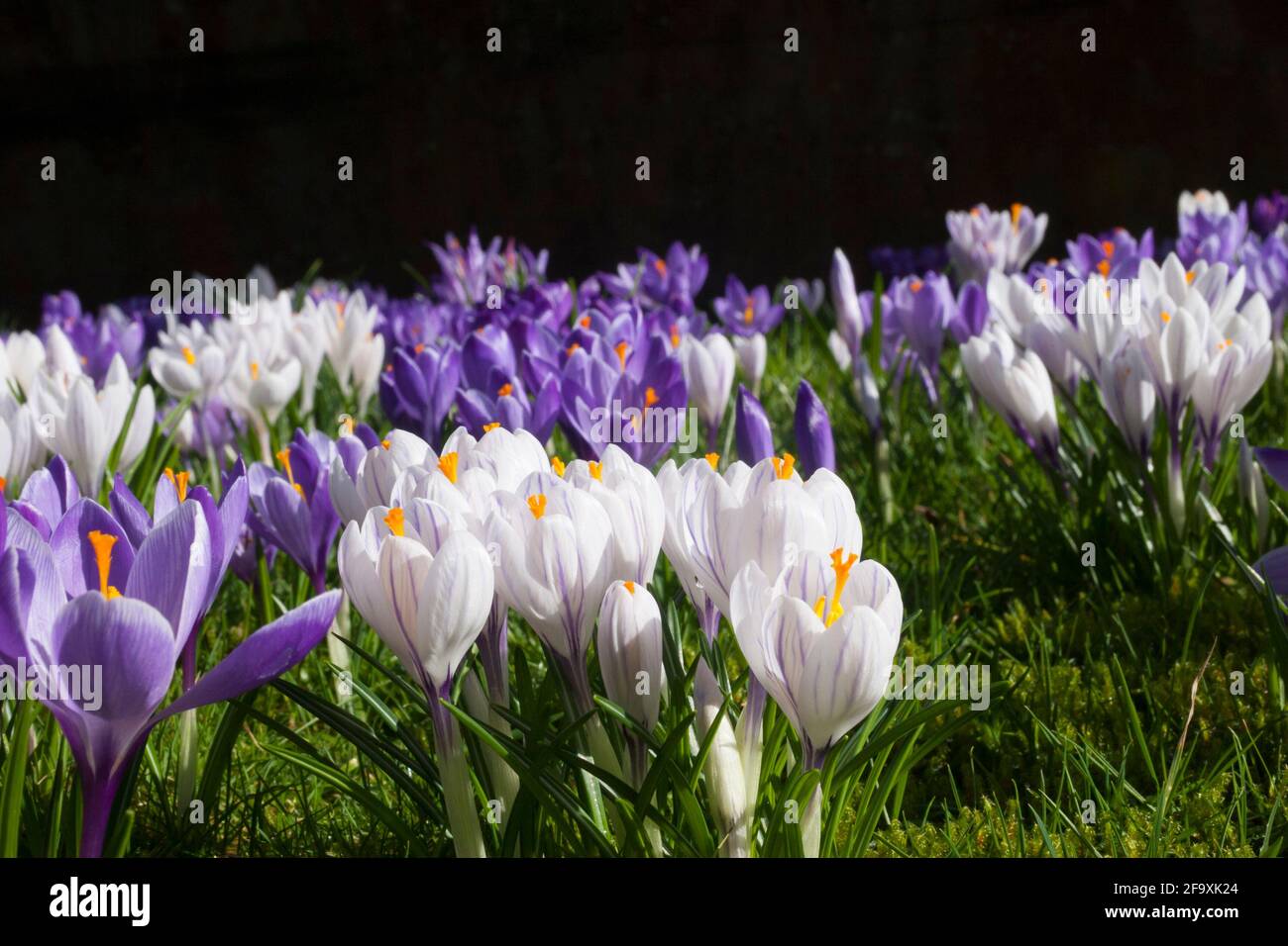 Spring crocus growing in a grassy lawn. Stock Photo