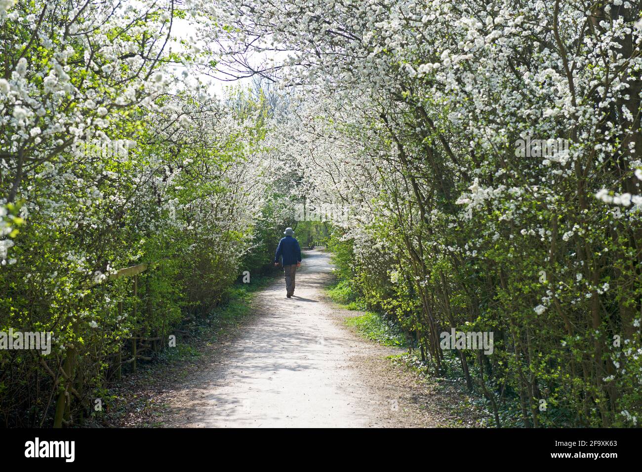 Man walking along path, framed by spring blossom, Eastrington Ponds, East Yorkshire, England UK Stock Photo