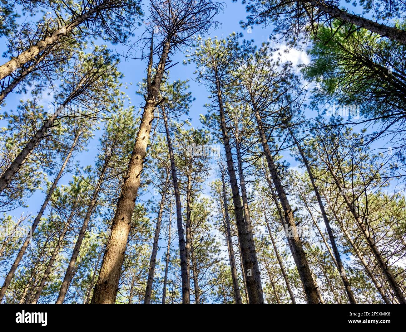 Low angle shot of tall trees in the forest on a blue sky background ...