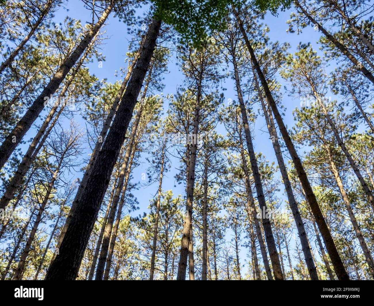Low angle shot of tall trees in the forest on a blue sky backgrou Stock ...