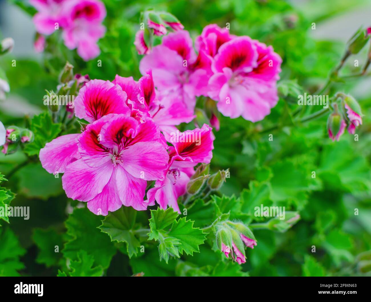 Geranium flower and close-up, beautiful group of pink flowers on the background of green leaves Stock Photo