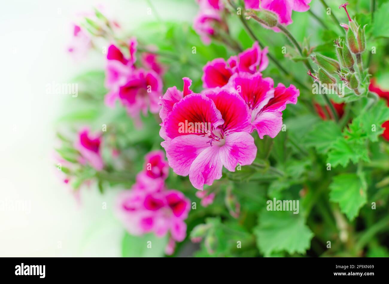 geranium plant with flowers and limtyas on a light background Stock Photo