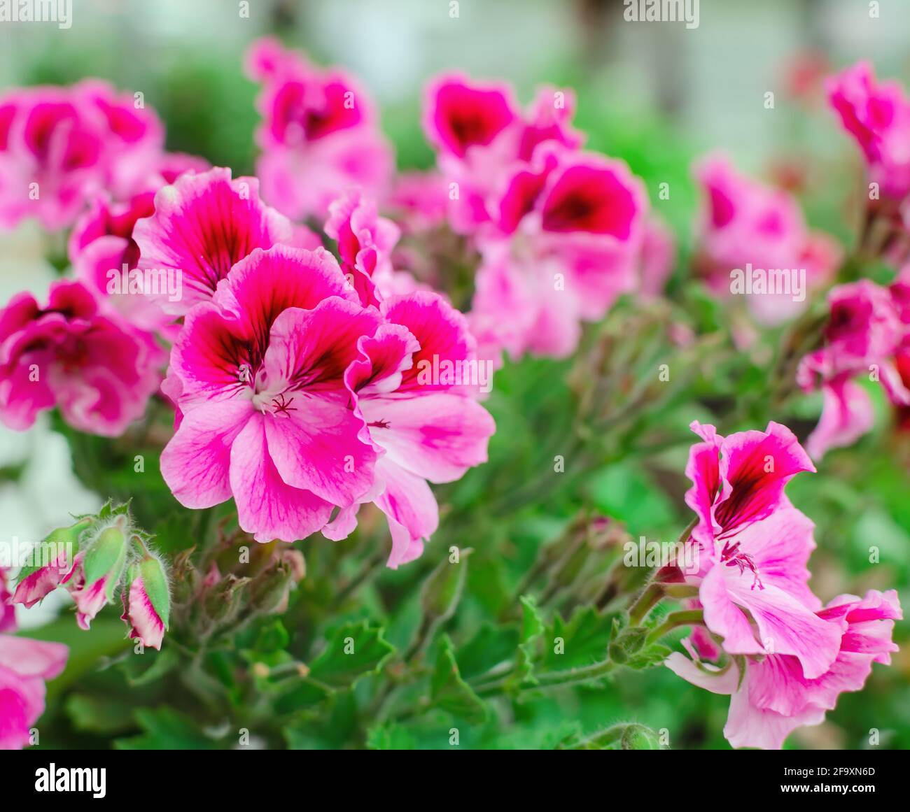 geranium blooming and close-up, beautiful group of pink flowers on a background of green leaves Stock Photo