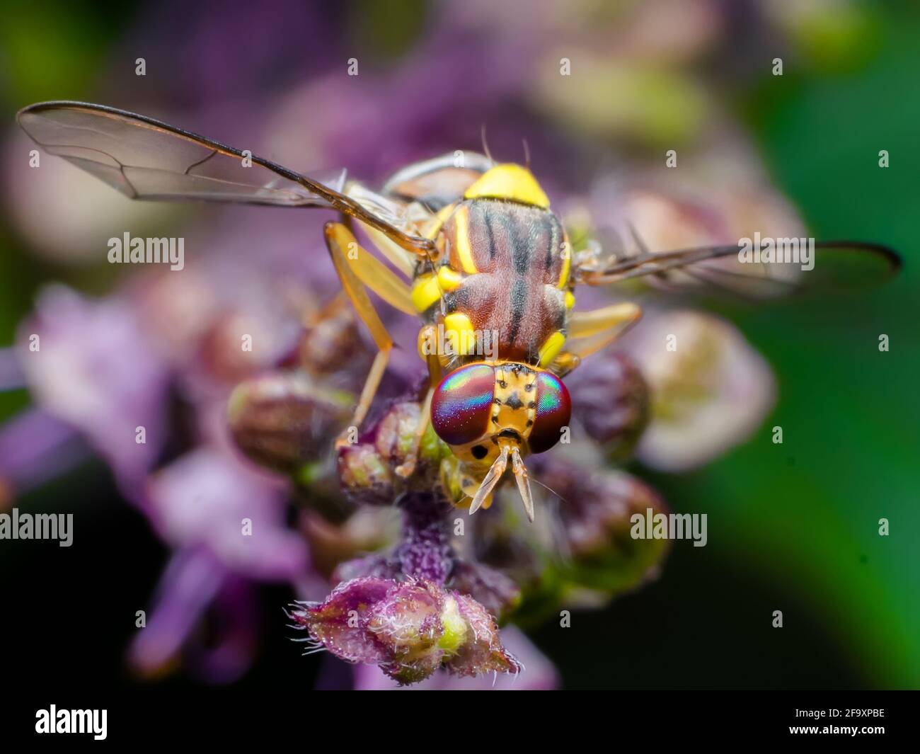 The melon fly is a fruit fly of the family Tephritidae. It is a serious