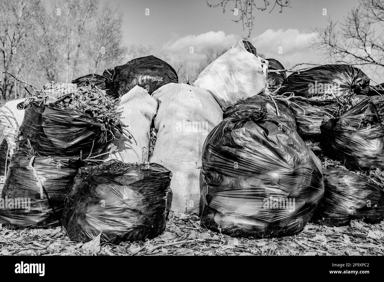 Group of plastic bags filled with organic waste from garden and yard. Garbage bags with leaves