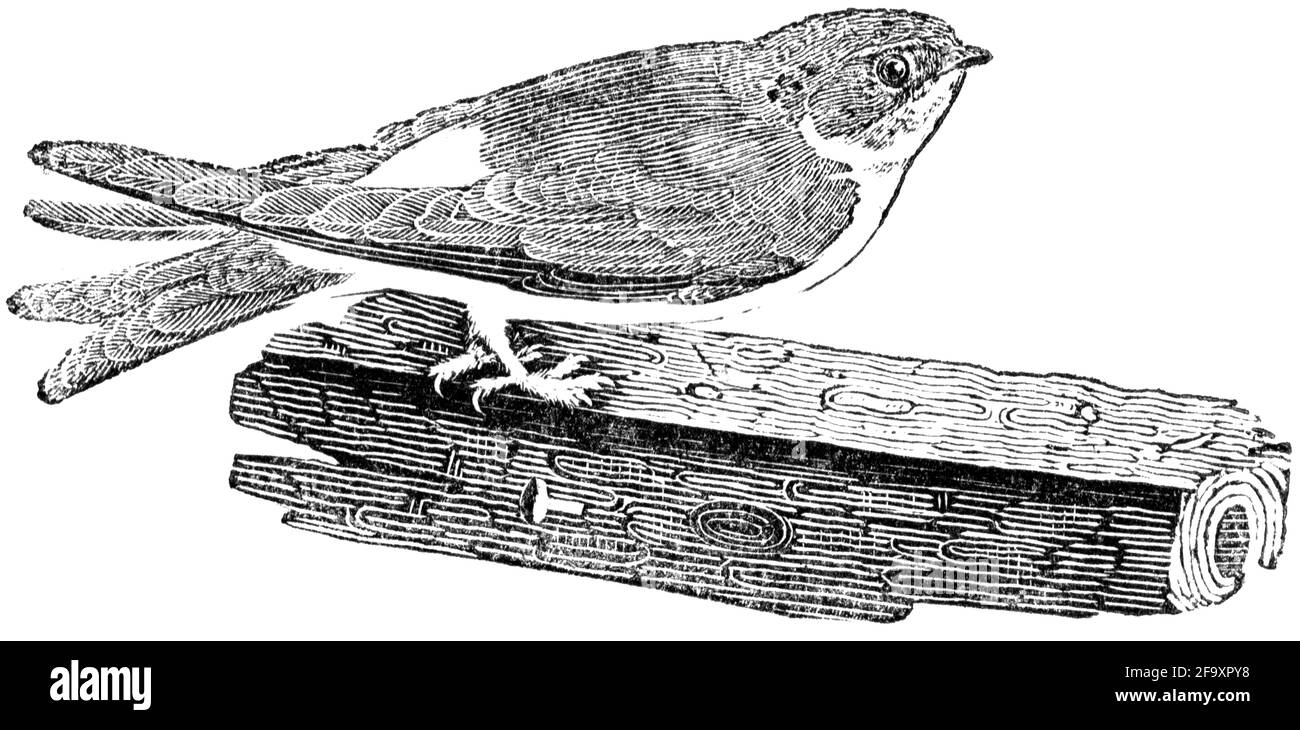 A bird engraved by Thomas Bewick from 'The History of British Birds' Stock Photo