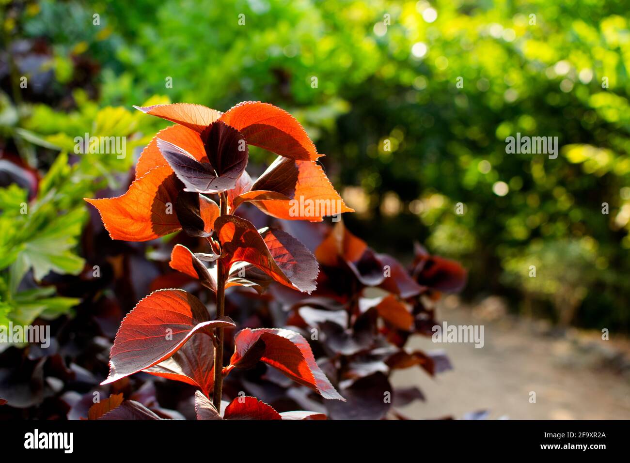 Copper leaf plant also known as acalypha with green bokeh background