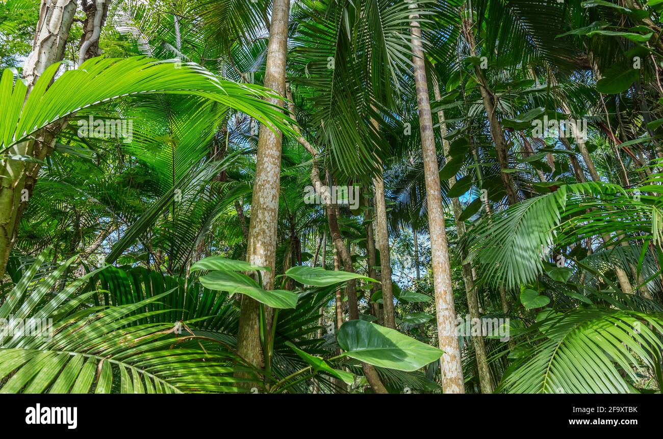 Beautiful shot of tall palm trees in a jungle forest Stock Photo - Alamy