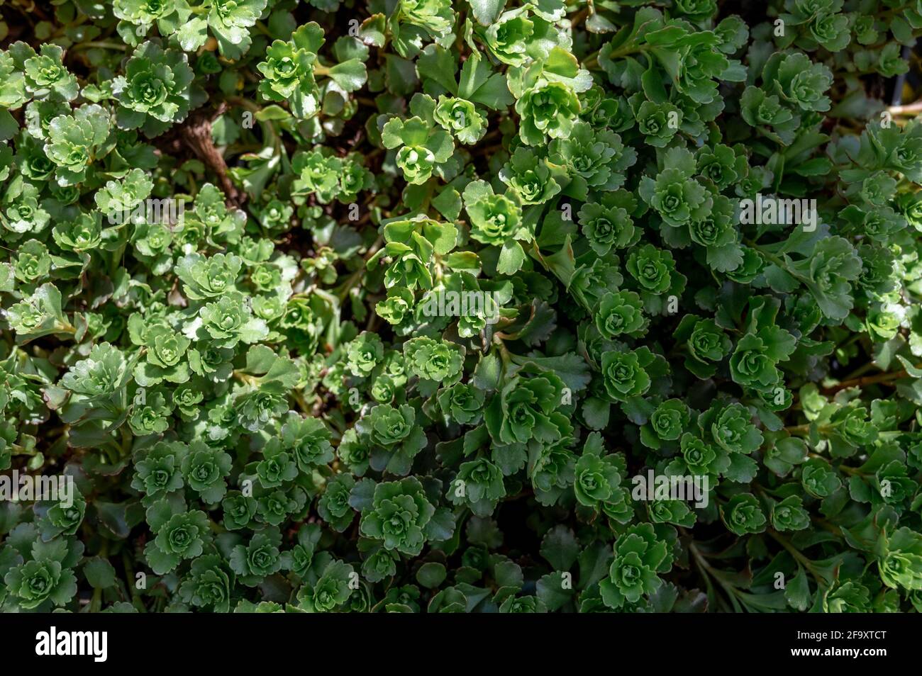 Nature background. Beautiful green bush. Sedum spurium, the Caucasian stonecrop or two-row stonecrop. Stock Photo