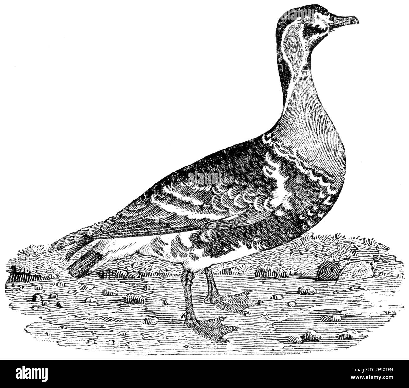A Bird Engraved By Thomas Bewick From The History Of British Birds Of