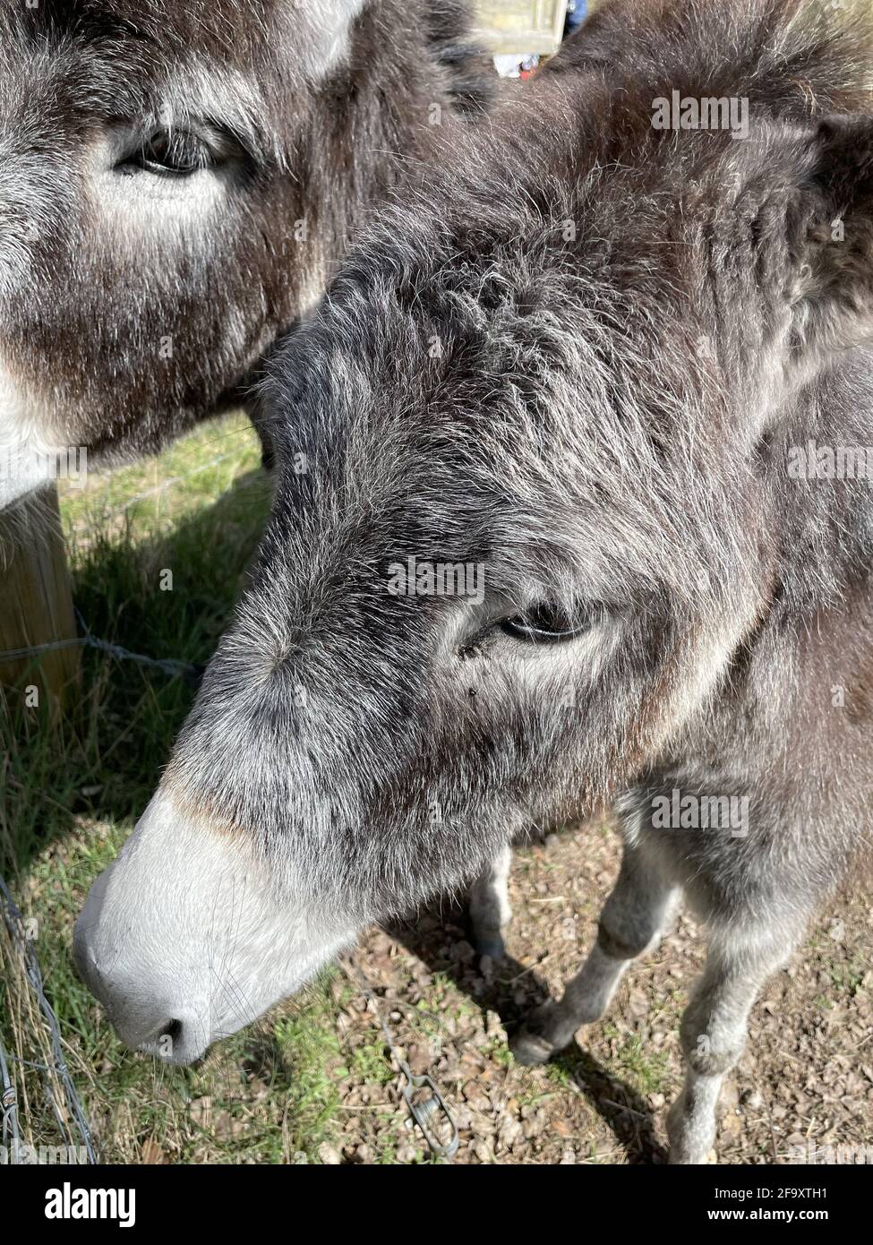 Close up donkeys eye hi-res stock photography and images - Alamy
