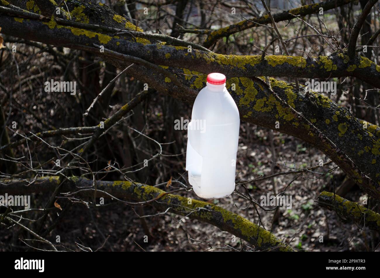 Feeder on the tree balk. Plastic bottle on tree in forest. Stock Photo