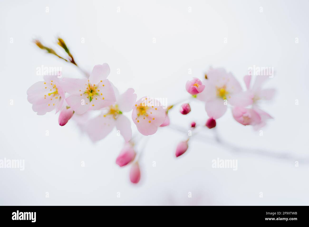 Sour Cherry (Prunus cerasus) Stock Photo