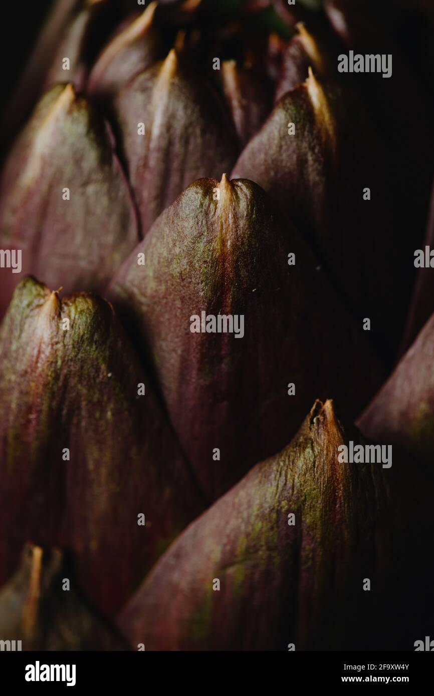 Artichoke Stock Photo