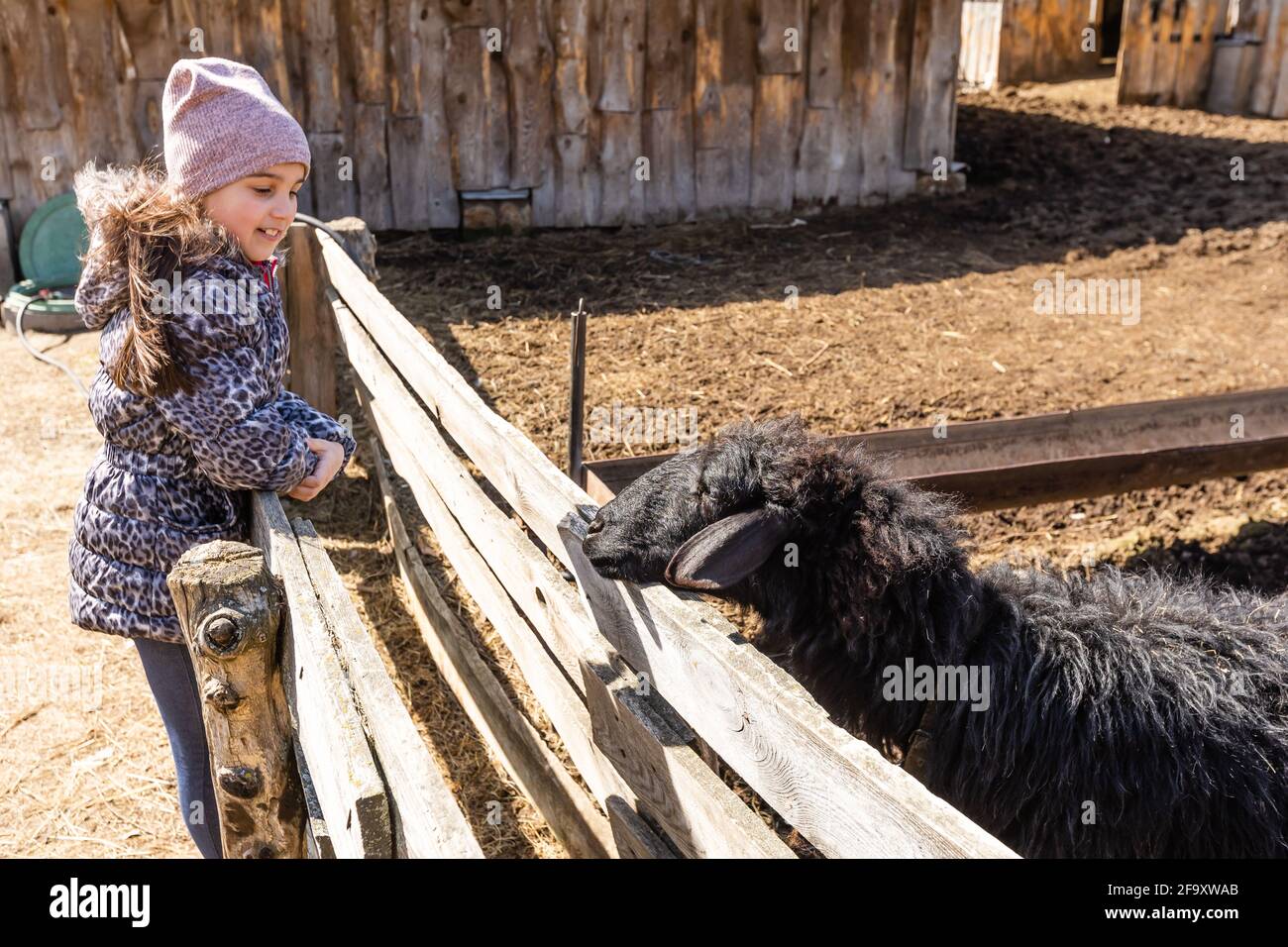 Cute little girl feeding sheep and goats on the farm Stock Photo - Alamy
