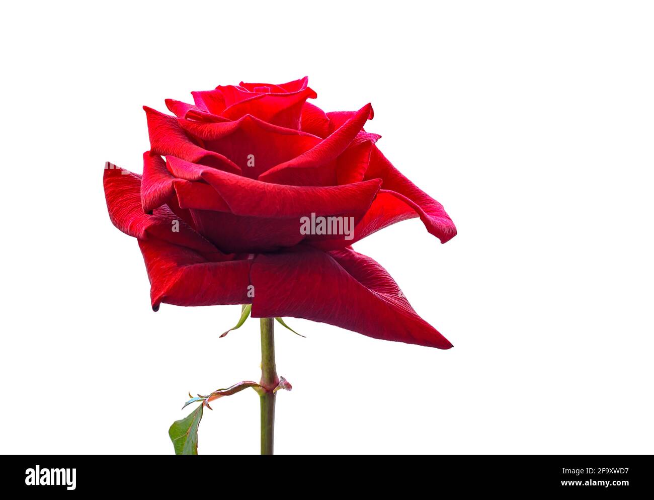 one red rose flower, isolated on white background Stock Photo Alamy