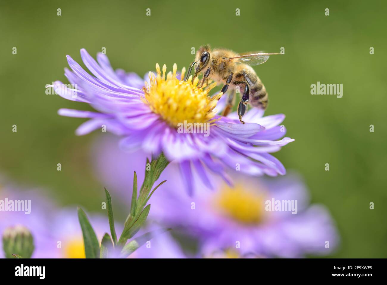 Bee - Apis mellifera - pollinates a blossom of the New York aster - Symphyotrichum novi-belgii Stock Photo