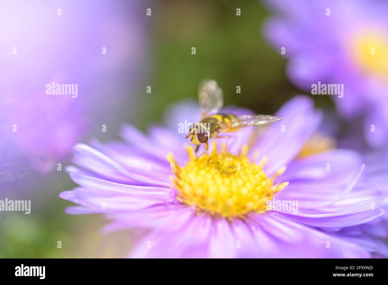 Syrphid fly resting on a blossom of the New York aster - Symphyotrichum novi-belgii Stock Photo