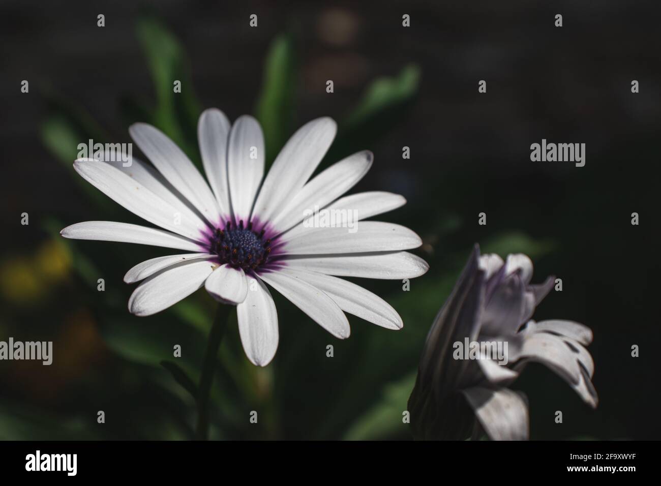 Plant with white flower hi-res stock photography and images - Alamy
