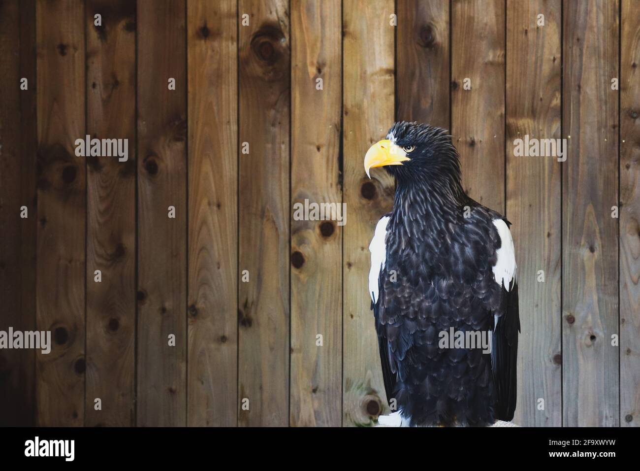 Amazing eagle hi-res stock photography and images - Alamy