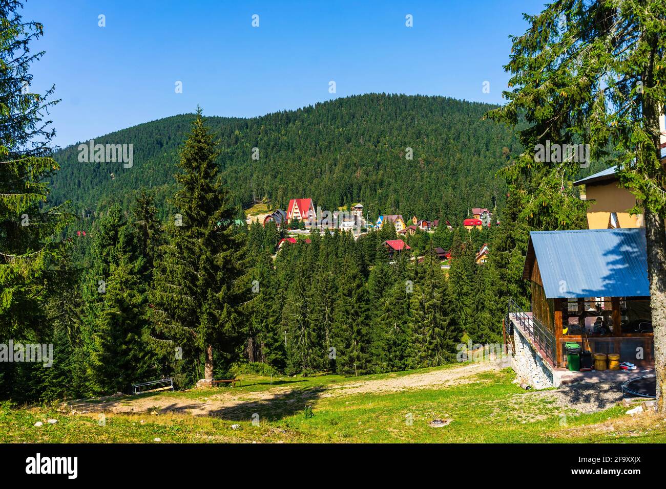 Green mountain forest landscape. beautiful nature with alpine meadows ...