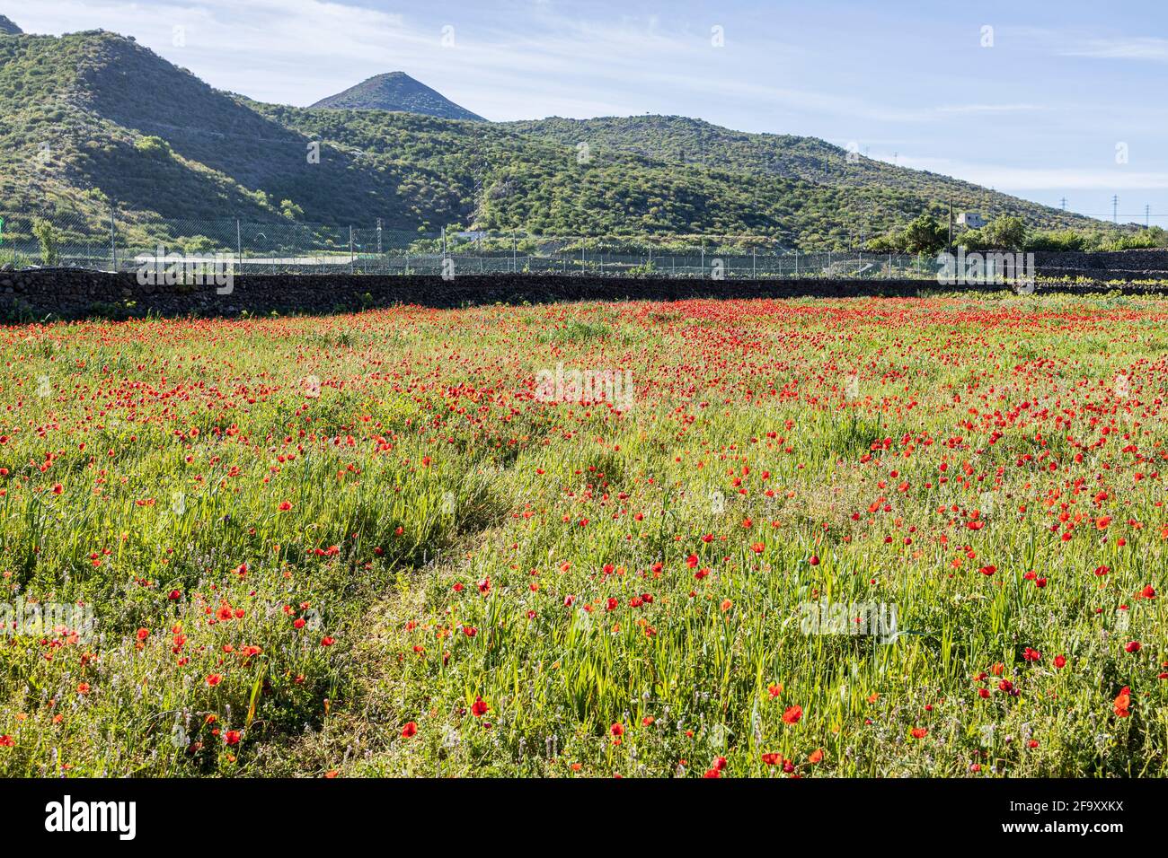 Red poppies, Papaver rhoeas, in a field in Valle de Arriba, Santiago del Teide, Tenerife, Canary Islands, Spain Stock Photo
