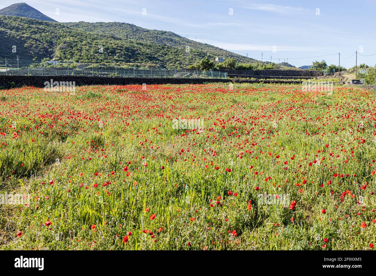 Red poppies, Papaver rhoeas, in a field in Valle de Arriba, Santiago del Teide, Tenerife, Canary Islands, Spain Stock Photo