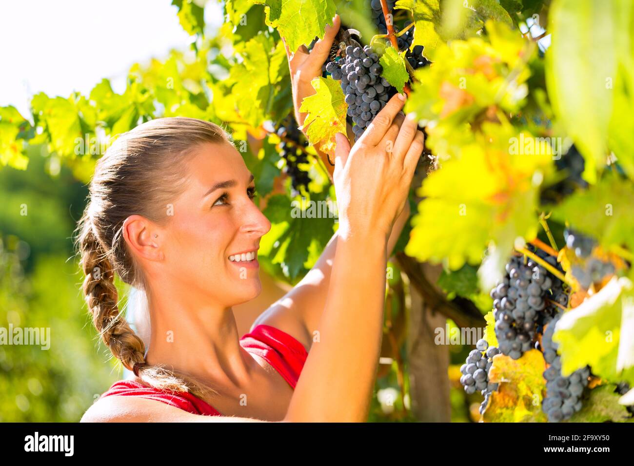 Vine Dresser At The Grape Harvest High Resolution Stock Photography and