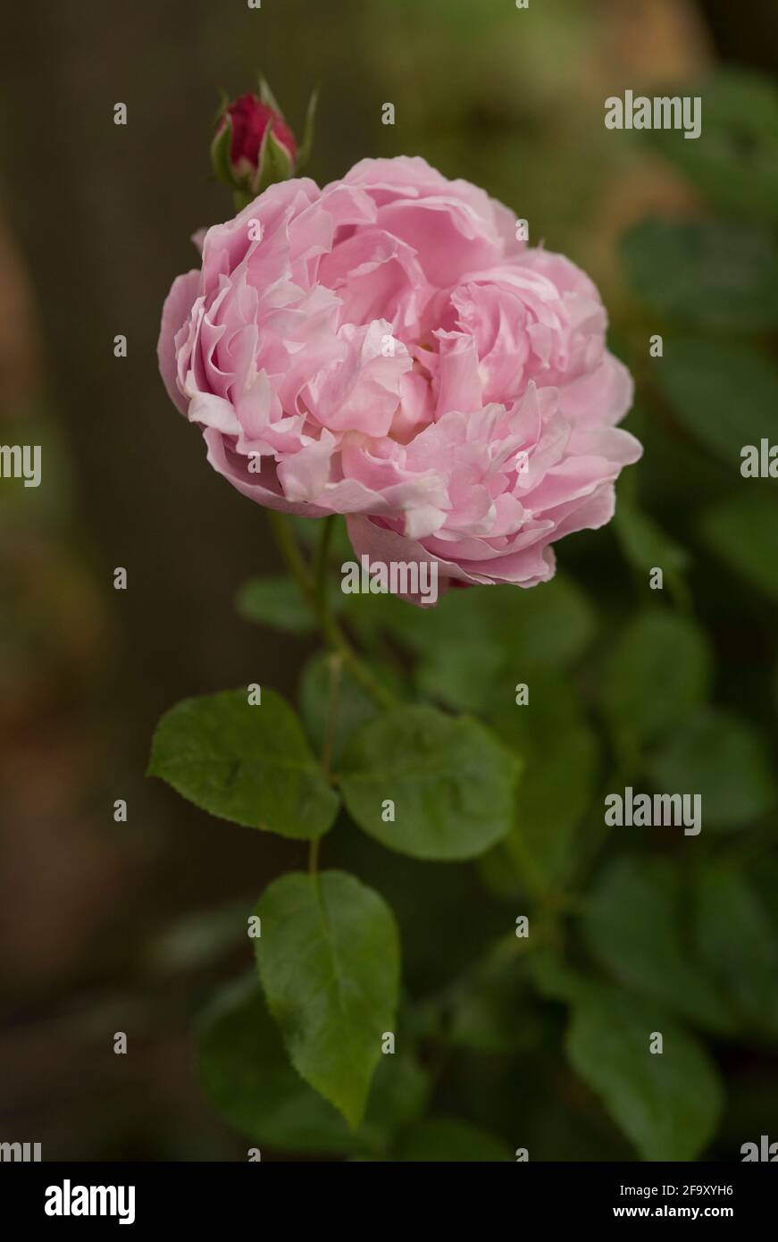 Light pink ruffles hi-res stock photography and images - Alamy