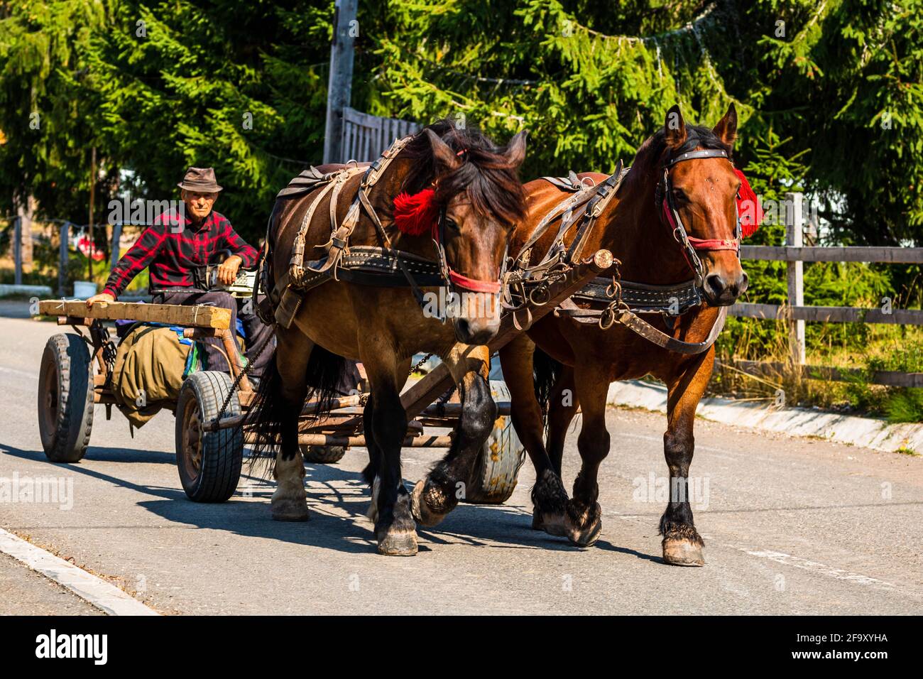 Horse carriage on mountain road in Bihor, Romania, 2021 Stock Photo - Alamy