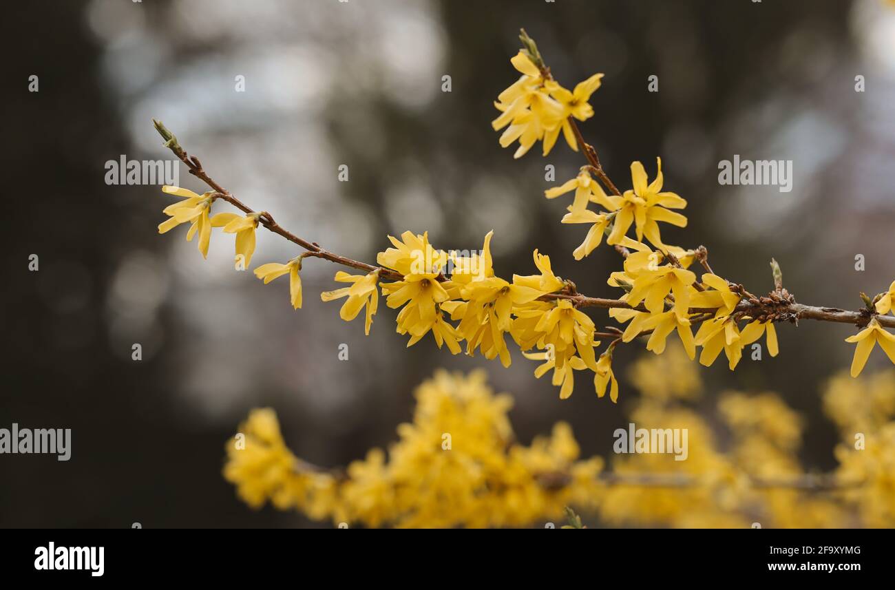 Blooming Forsythia in the Garden during Spring. Yellow Flowering Tree during Springtime. Stock Photo