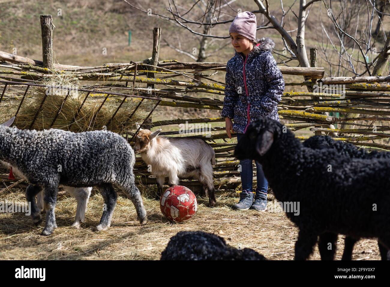 Cute little girl feeding sheep and goats on the farm Stock Photo - Alamy