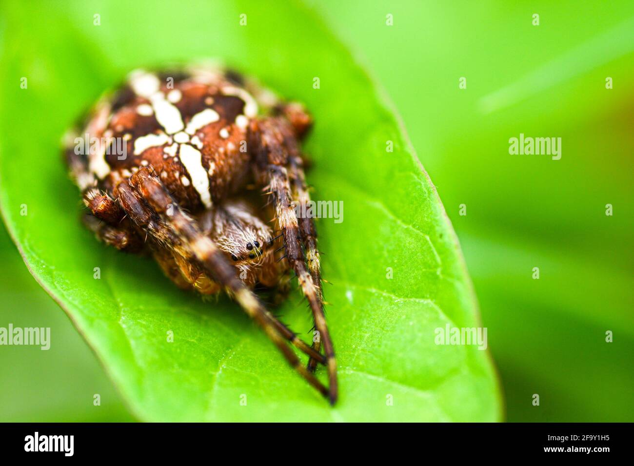 Spinne auf grünem Blatt Stock Photo