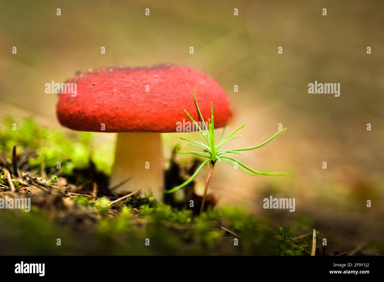 Roter Pilz im Wald Stock Photo
