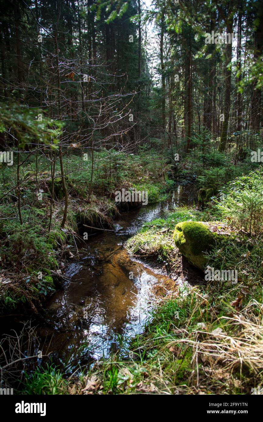 Small creek in the forest, Waldviertel, Austria, Europe Stock Photo