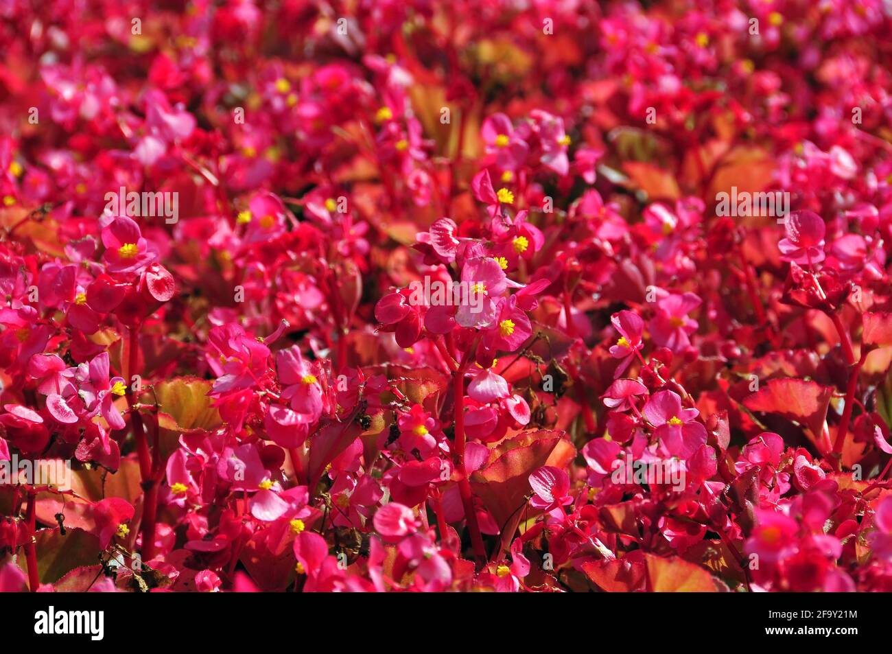 Pink and red begonia flowers background. Wax Begonias Begonia semperflorens, Begoniaceae Stock Photo