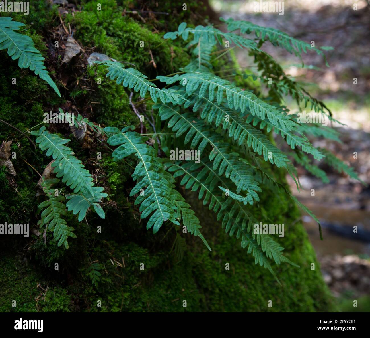 Green fern in the forest Stock Photo